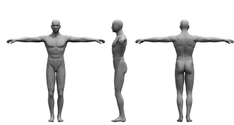 3D human body model - TurboSquid 1515632