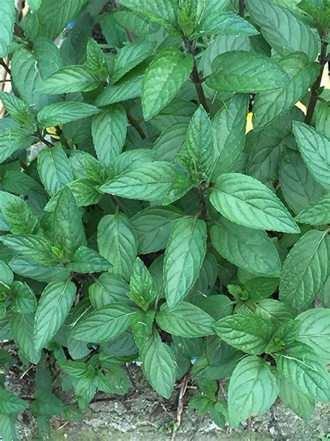 Amazon.com : 20 Chocolate Mint Seeds -USA Grown : Garden & Outdoor | Mint seeds, Mint plants ...