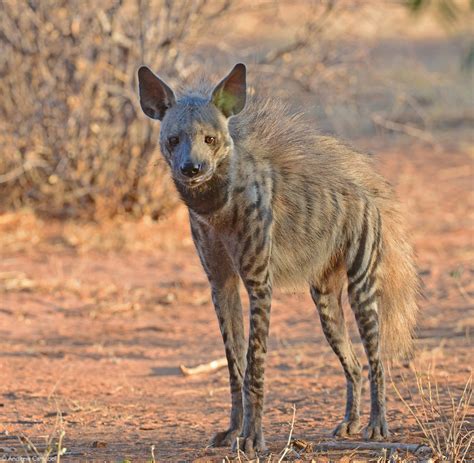 Striped hyena - the forgotten fourth hyena - Africa Geographic