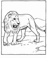Free Printable Lion Coloring Pages For Kids sketch template