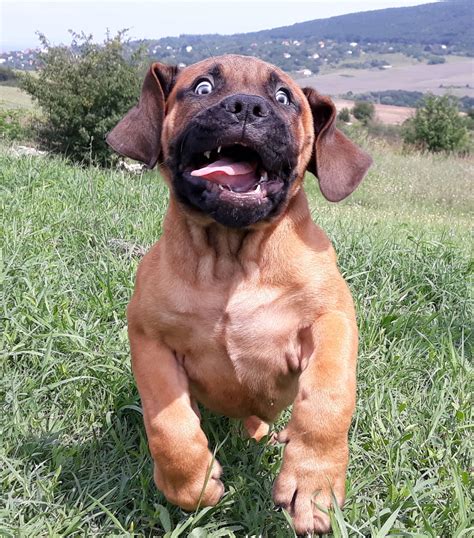 Boerboel Puppy | Bull mastiff dogs, Dog breeds, Big dog breeds