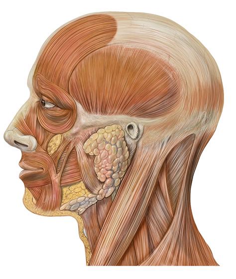 Chew on This: Muscles of the Jaw