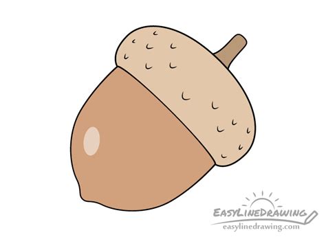 How to Draw an Acorn Step by Step - EasyLineDrawing