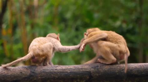 Funny Monkey - One News Page VIDEO