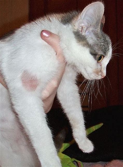 Ringworm in cats | Pets-Wiki