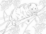 Coloring pages Opossums Printable For Kids & Adults Free sketch template