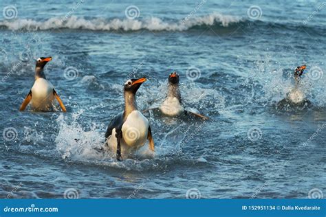 Close Up of Gentoo Penguins Diving in Water Stock Photo - Image of behavior, penguins: 152951134