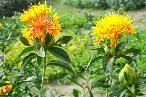 Safflower Cultivation Information Guide | Agri Farming