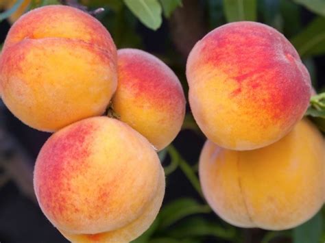 Bonsai Peach Tree: Ultimate Care & Cultivation Guide