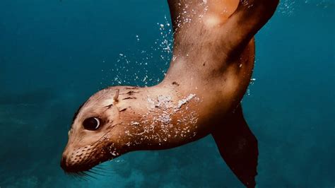 Swim with Sea Lions in Mexico's Sea of Cortez