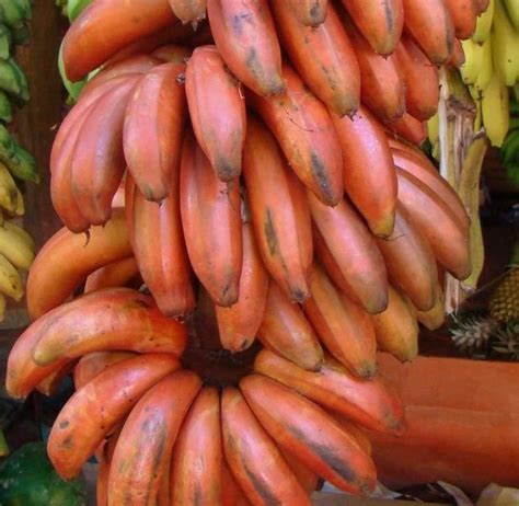Lakatan "Morado" is... - Banana Saging Plantation Philippines