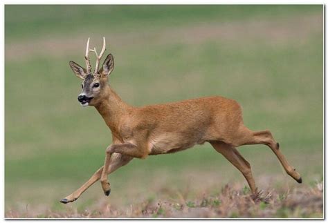 Capreolus pygargus | Roe deer, Deer pictures, Deer