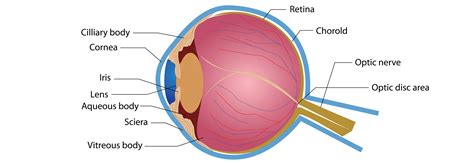 Armenian EyeCare Project Anatomy of the Eye - Armenian EyeCare Project