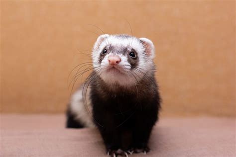 Fun and Unique Pet Ferret Names - Compound Exotics