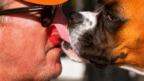 Dogs Licking Owners in the Face - In 4k Slow Motion - YouTube