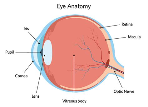 Eye Anatomy | Kodak Lens Canada