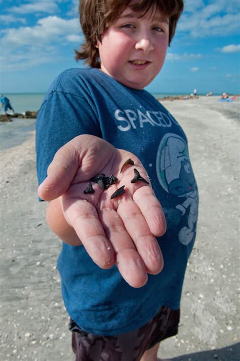 Hunt for Shark’s Teeth on Caspersen Beach in Venice | Must Do Visitor ...