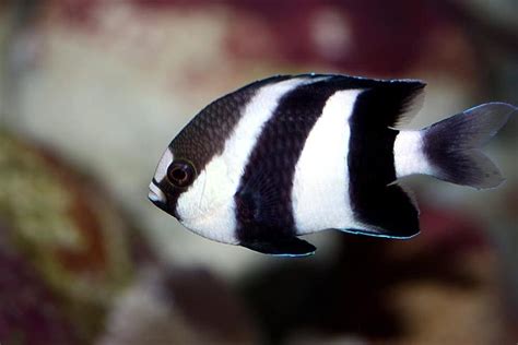 Damselfish – Care Guide & Info | Breeds, Fish pet, Fish