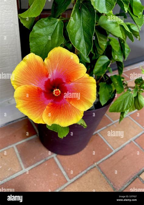 Chinese hibiscus or shoeblack plant Stock Photo - Alamy