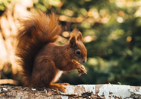 Granivores - Types of Seed Eating Animals With Photos