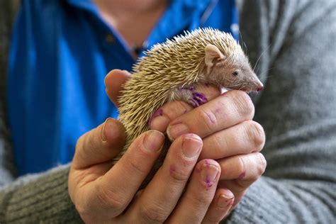 Lesser Hedgehog Tenrec - Potawatomi Zoo