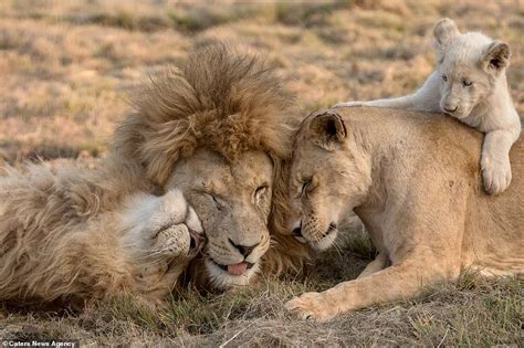 African Lion Pride With Male