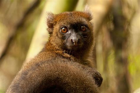 Greater Bamboo Lemur close up seen in Ranomafana National Park, Madagascar - by Pducros ...