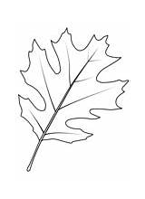 Oak coloring Pages  Free Coloring sketch template