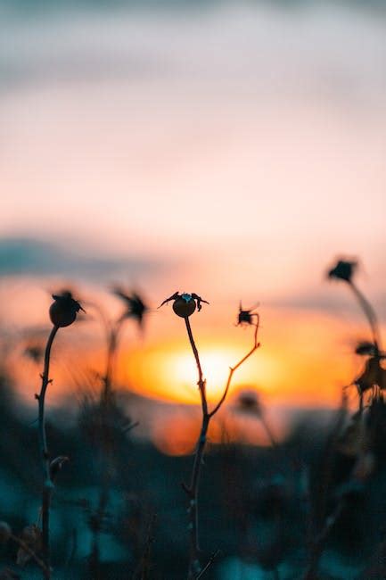 Silhouette Photo of Woman During Dawn · Free Stock Photo