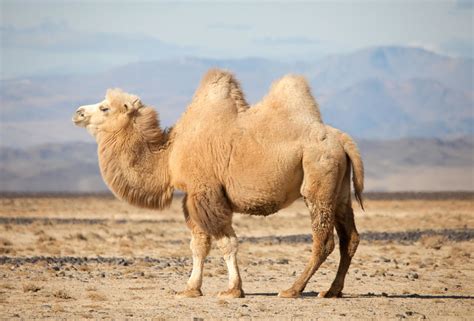 Camels - Wild Animals News & Facts by World Animal Foundation