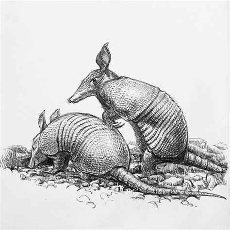 Armadillo Drawing at PaintingValley.com | Explore collection of Armadillo Drawing