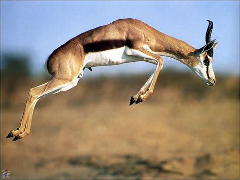 Gazelles: gentle, speedy teasers | Impala animal, Animals, Gazelle