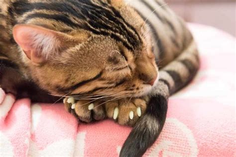 Cat Nail Caps: Pros, Cons and Alternatives | Great Pet Care