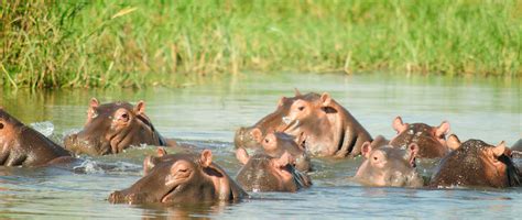 Unveiling Hippopotamus' World: From Giant Bathers to River Guards