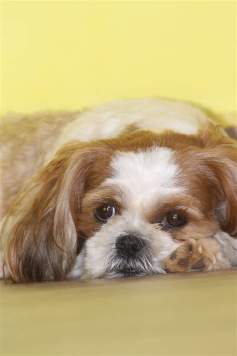 Find Shih Tzu Dogs and Puppies for sale in India | Mr n Mrs Pet