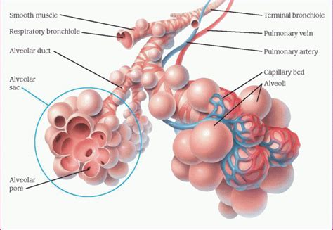 Respiratory System | Basicmedical Key