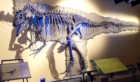 Allosaurus "Big Al II" SMA 0005, exposé au Saurienmuseum Aathal, Suisse | Prehistoric creatures ...