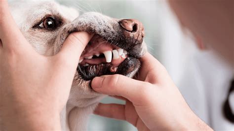 How To Clean Dog Teeth (FINALLY a Natural Dental Care Routine) | PawLeaks