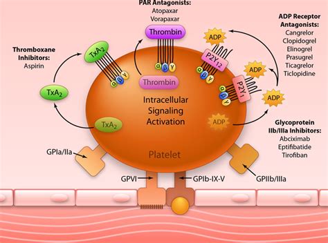 MCQs on Enzymes: Part 1 of 2.