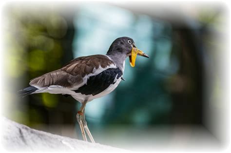 Masked Plover Free Stock Photo - Public Domain Pictures