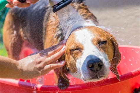 Dog Heat Rash: A Red-Hot Problem in the Summer - Yahoo Sports