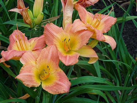 Rosy Returns Daylily (Hemerocallis 'Rosy Returns') at Salisbury Greenhouse and Landscaping | Day ...