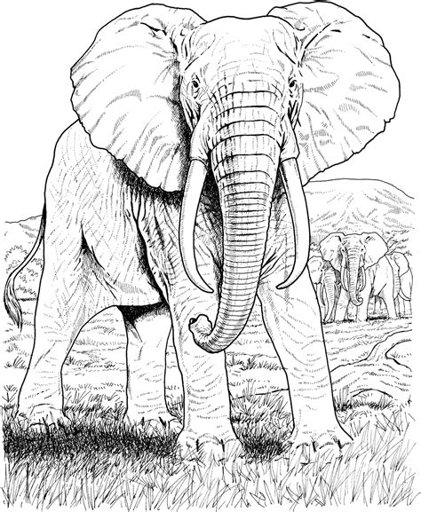 Amazing Elephant Coloring Pages