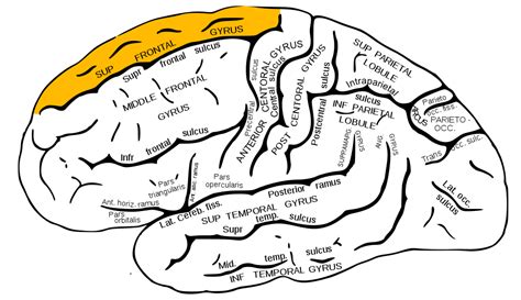 File:Gray726 superior frontal gyrus.png - Wikimedia Commons