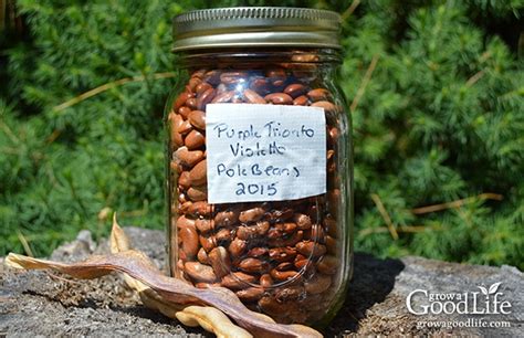 How to Save Bean Seeds to Plant Next Year