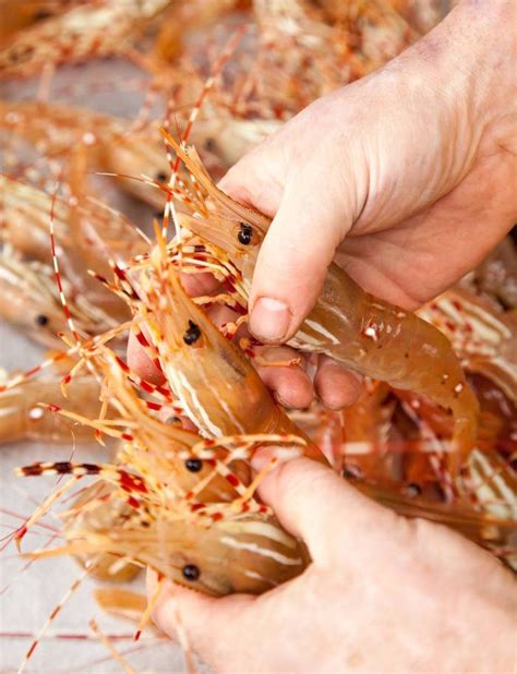 Spot Prawn Festival returns to Vancouver with chowder and brunch - Richmond News