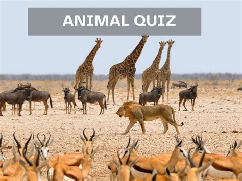 Animal Quiz - Test Your Knowledge on Bing Quiz