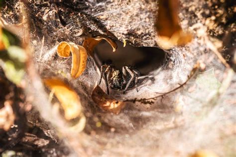 Brazilian Spider Known As Armadeira, Monkey Spider or Banana Spider, Lives in the Forest in ...