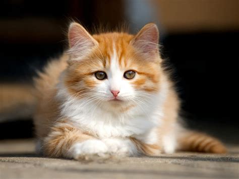 Feline 411: All About The Cymric Cat Breed