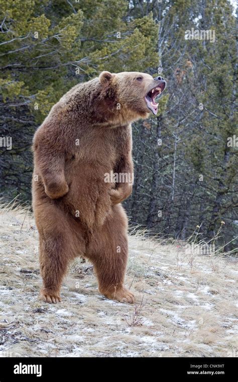 Bear standing growling hi-res stock photography and images - Alamy